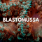 Blastomussa Coral - WildCorals