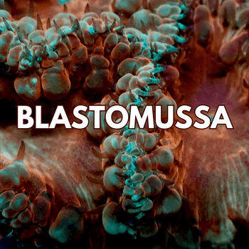 Blastomussa Coral - WildCorals