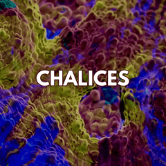 Chalice Corals - WildCorals