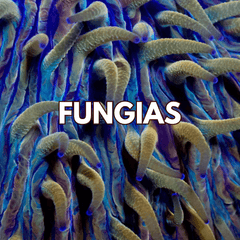 Fungias - WildCorals