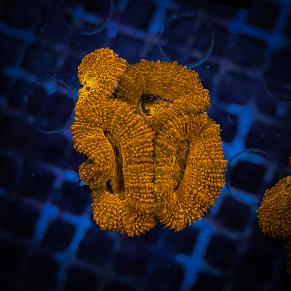 Acanthastrea Frag