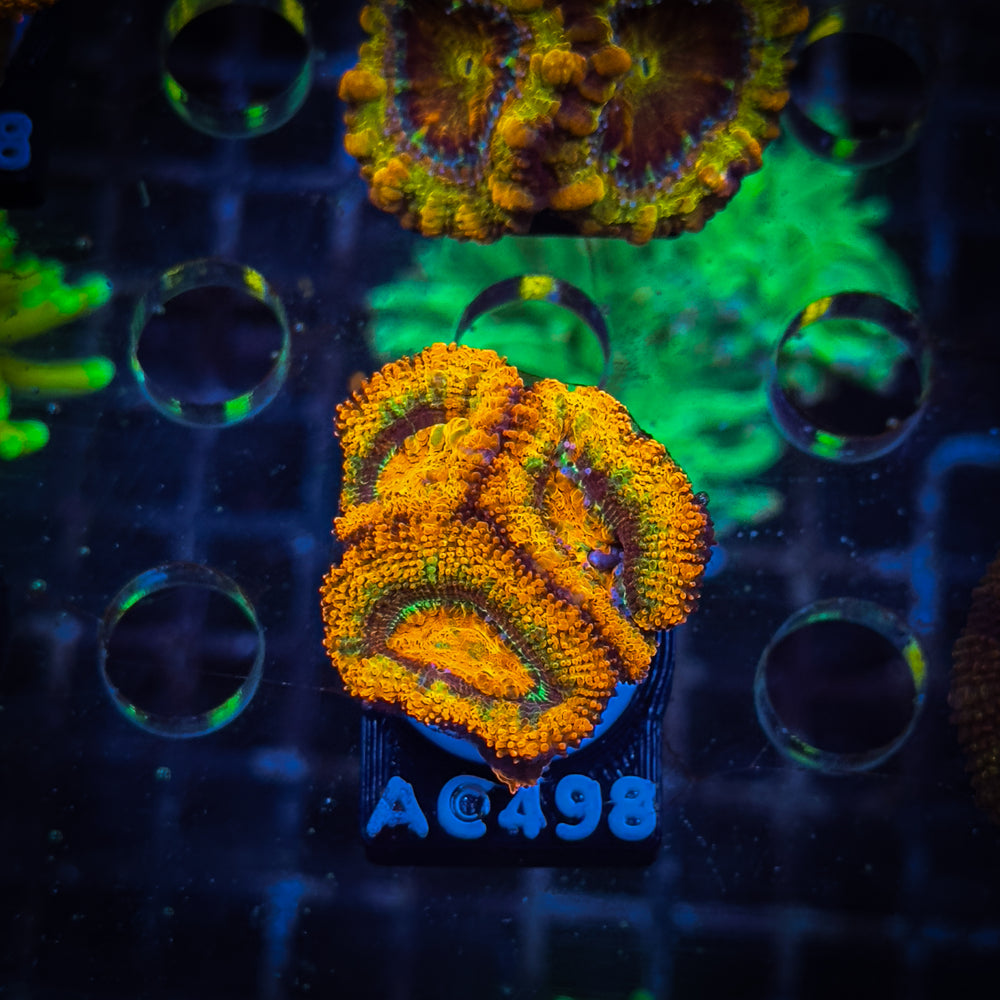 Acanthastrea Frag