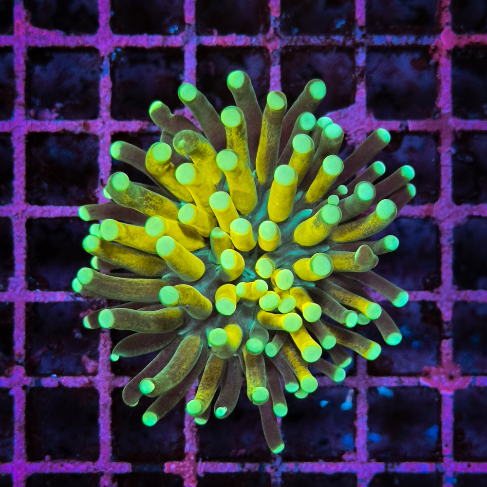 WC TIGER 1 POLYP TORCH