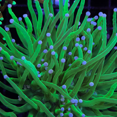 WC TOXIC GREEN ASIAN PINK TIP TORCH DOUBLE POLYP