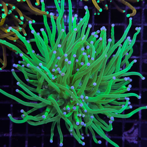 WC TOXIC GREEN ASIAN PINK TIP TORCH DOUBLE POLYP
