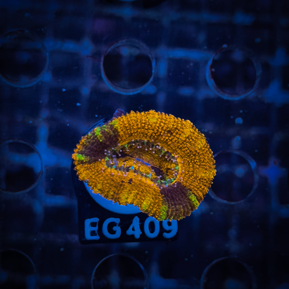 Acanthastrea Frag