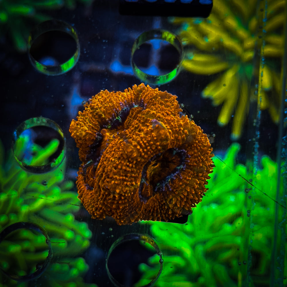 Acanthastrea Frag