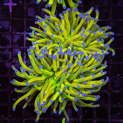 WC BLUE TIP HOLY GRAIL TORCH 2 POLYP