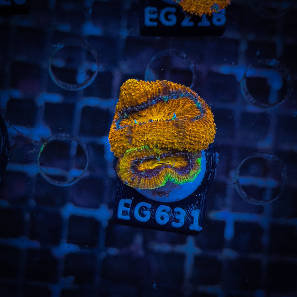 Acanthastrea Frag