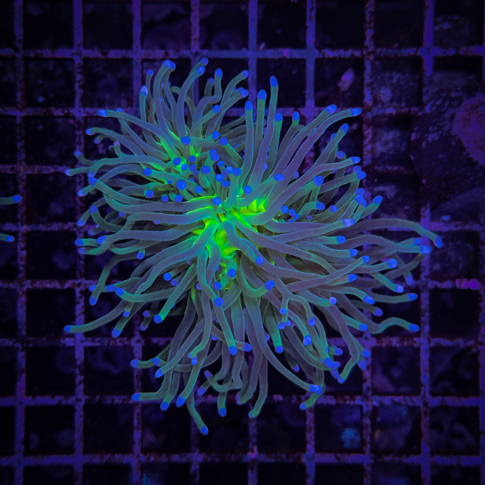 WC WONDERLAND HOLY GRAIL 2 POLYP TORCH