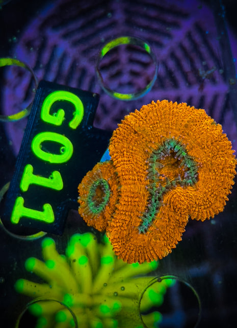 Acanthastrea Frag