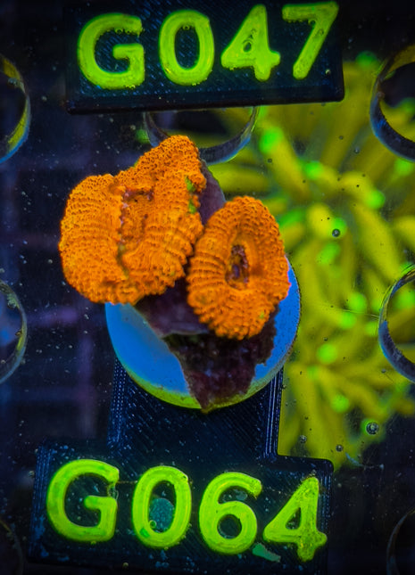 Acanthastrea Frag