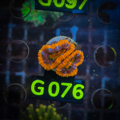 Acanthastrea Frag