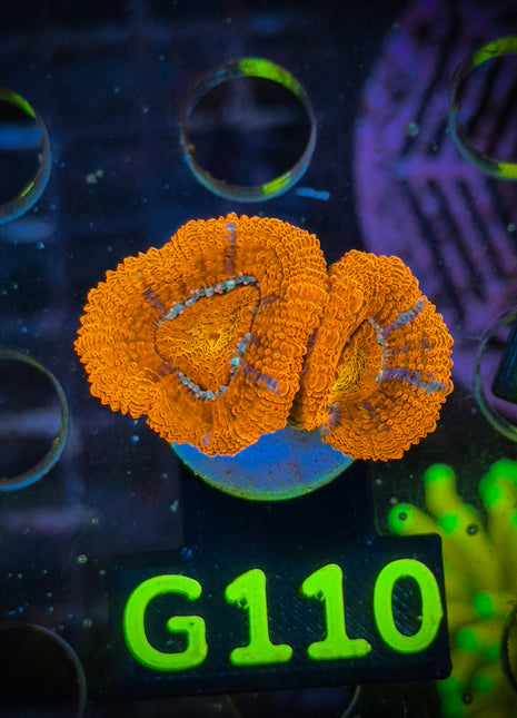 Acanthastrea Frag