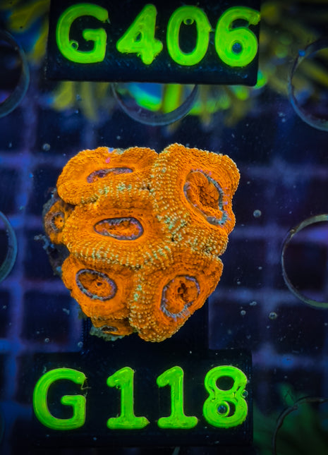 Acanthastrea Frag