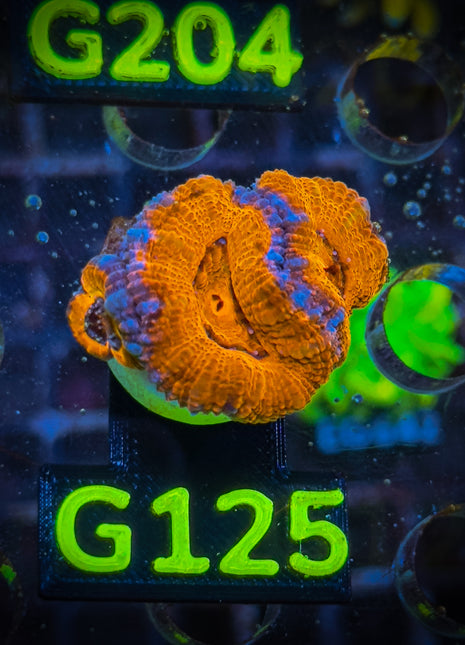 Acanthastrea Frag