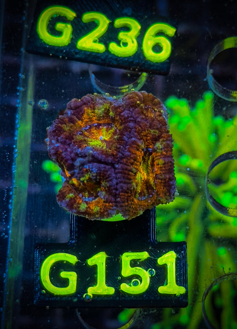 Acanthastrea Frag