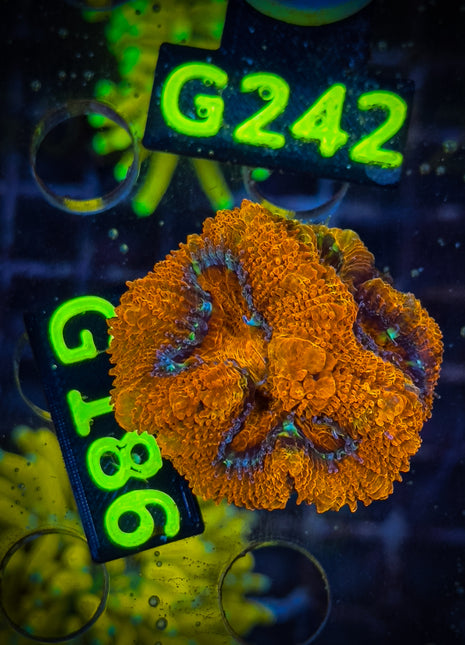 Acanthastrea Frag