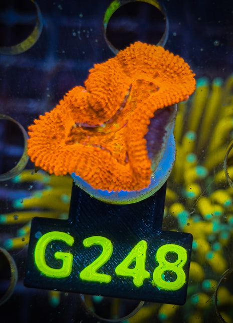 Acanthastrea Frag