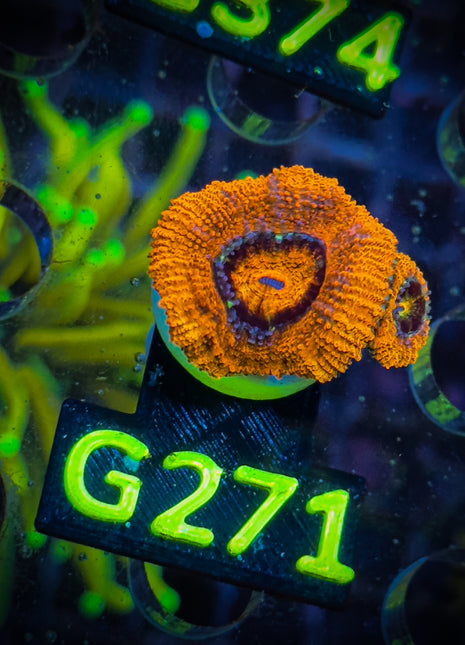 Acanthastrea Frag