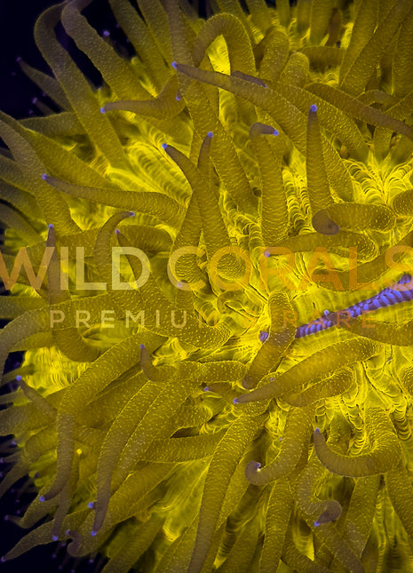 Ultra Bright Gold Fungia Coral - FG005 - WildCorals