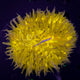Ultra Bright Gold Fungia Coral - FG005 - WildCorals