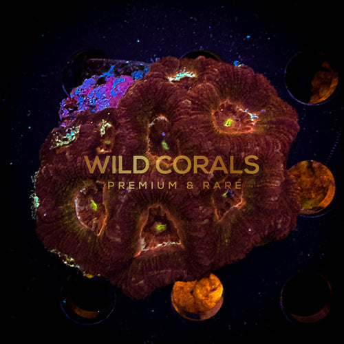Micromussa MIni Colony - WC249 - WildCorals