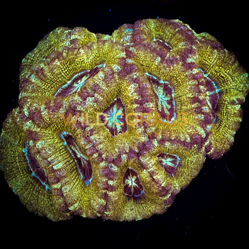 Micromussa MIni Colony - WC253 - WildCorals