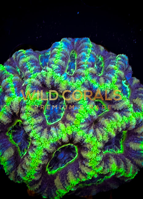 Micromussa MIni Colony - WC254 - WildCorals
