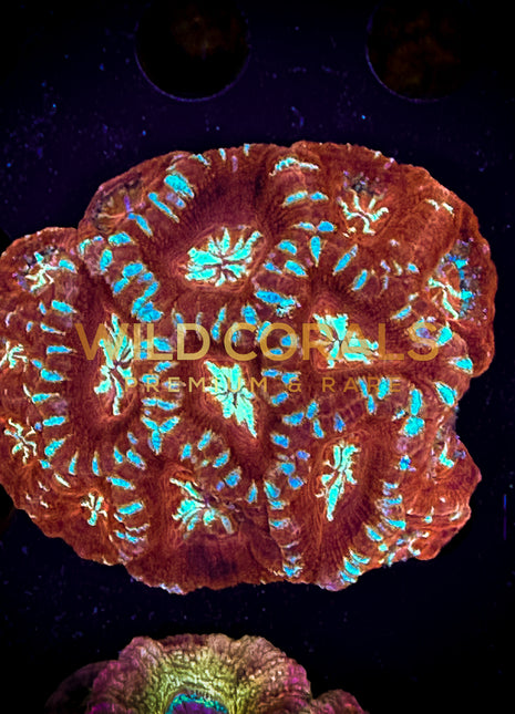Micromussa MIni Colony - WC256 - WildCorals