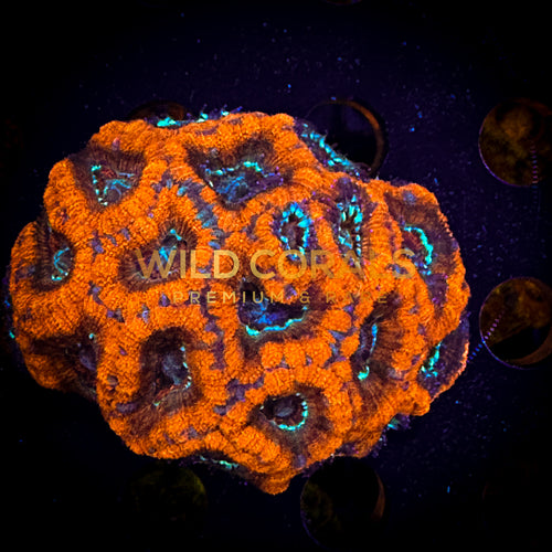 Micromussa MIni Colony - WC258 - WildCorals