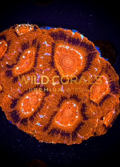 Micromussa MIni Colony - WC259 - WildCorals