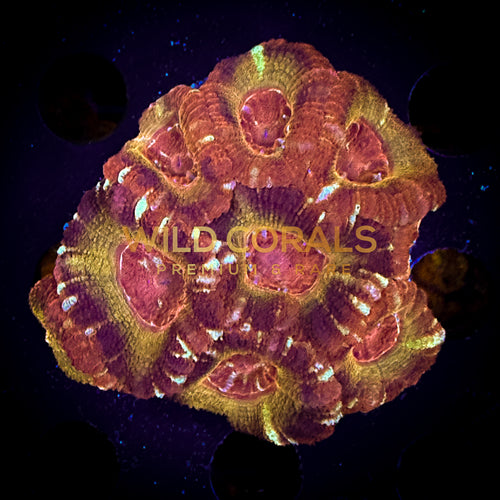 Micromussa MIni Colony - WC260 - WildCorals