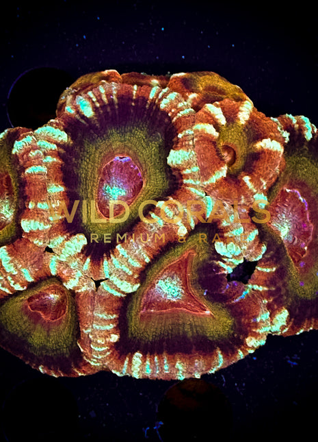 Micromussa MIni Colony - WC261 - WildCorals