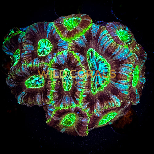Micromussa MIni Colony - WC262 - WildCorals
