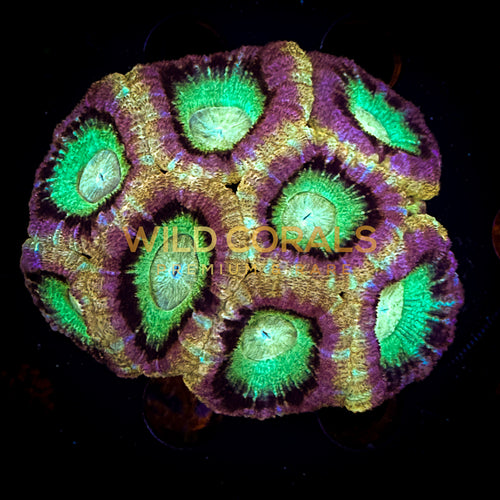 Micromussa MIni Colony - WC263 - WildCorals