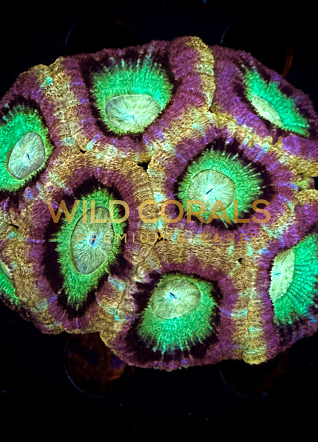 Micromussa MIni Colony - WC263 - WildCorals