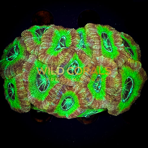 Micromussa MIni Colony - WC266 - WildCorals