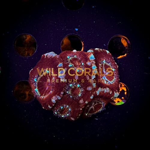 Micromussa MIni Colony - WC268 - WildCorals