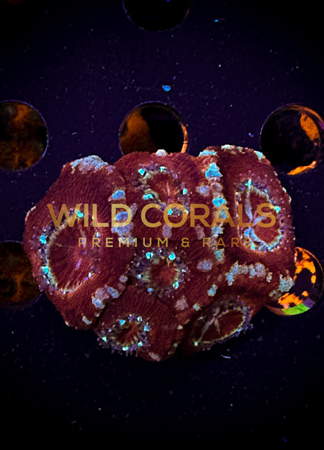 Micromussa MIni Colony - WC268 - WildCorals