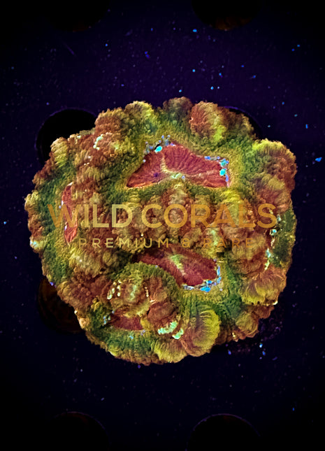 Micromussa MIni Colony - WC272 - WildCorals