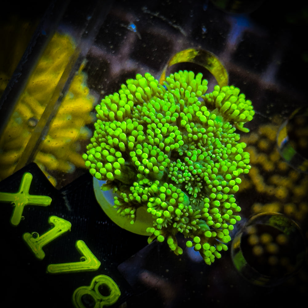 Goniopora Frag