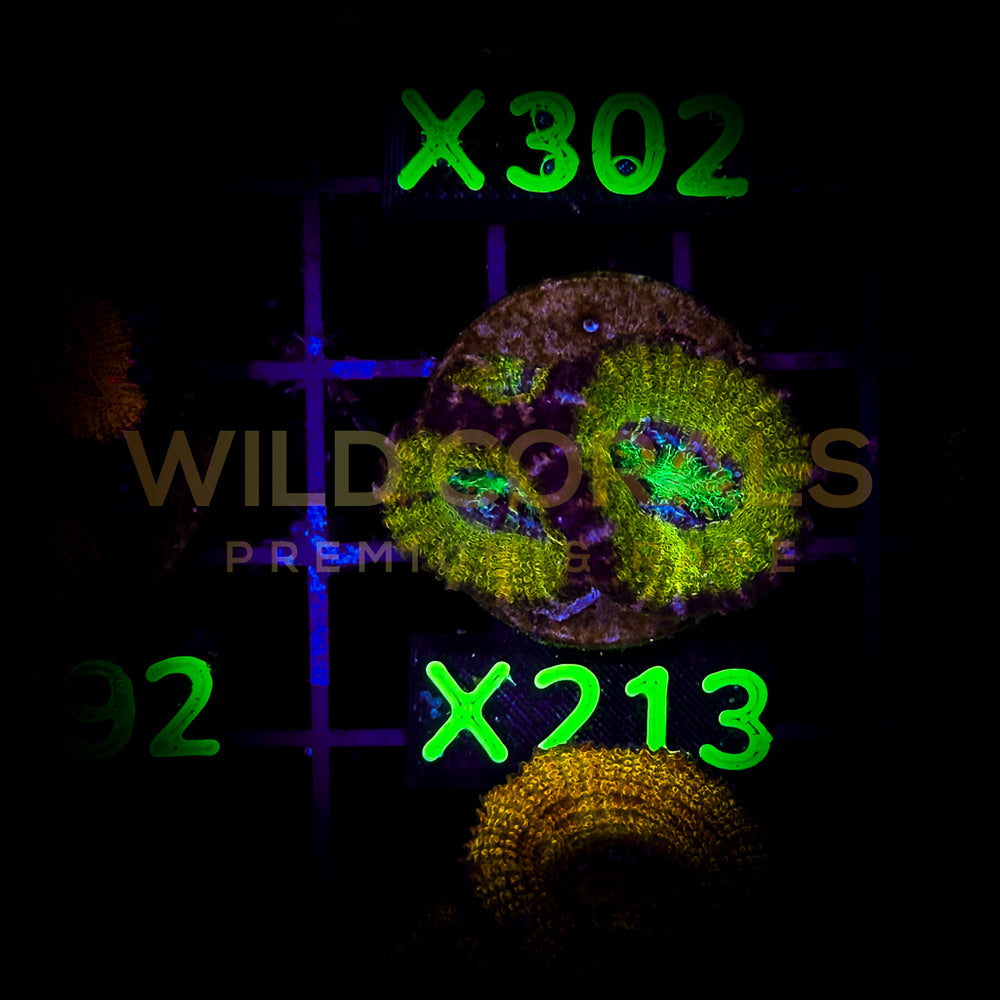 Acanthastrea Lordhowensis - X213 - WildCorals