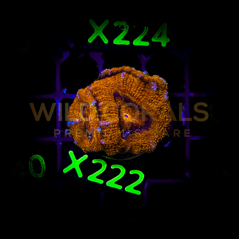 Acanthastrea Lordhowensis - X222 - WildCorals