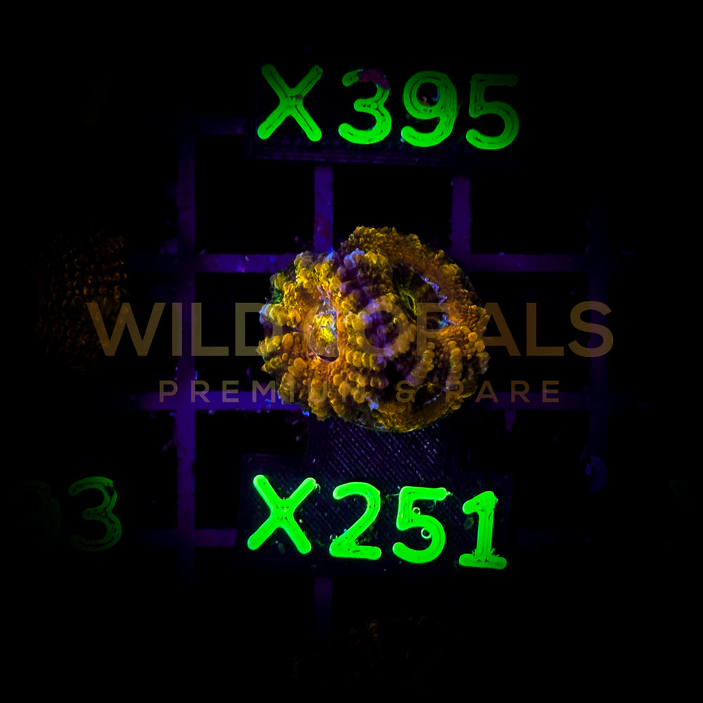 Acanthastrea Lordhowensis - X251 - WildCorals