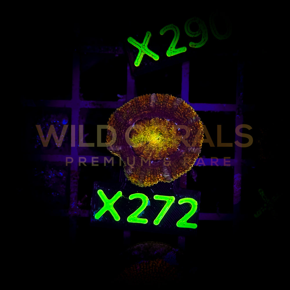 Acanthastrea Lordhowensis - X272 - WildCorals
