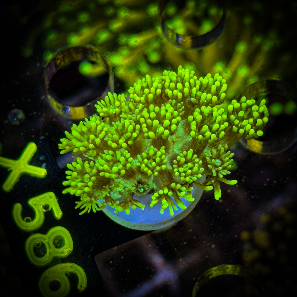 Goniopora Frag