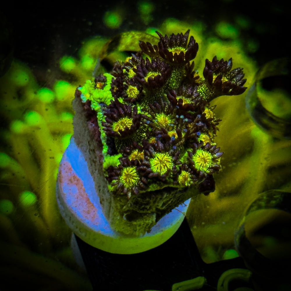 Goniopora Glitter Bomb (Galaxy) Frag