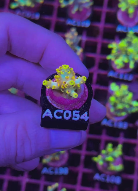 "WC Pikachu" Acropora Microclados Frag S Size